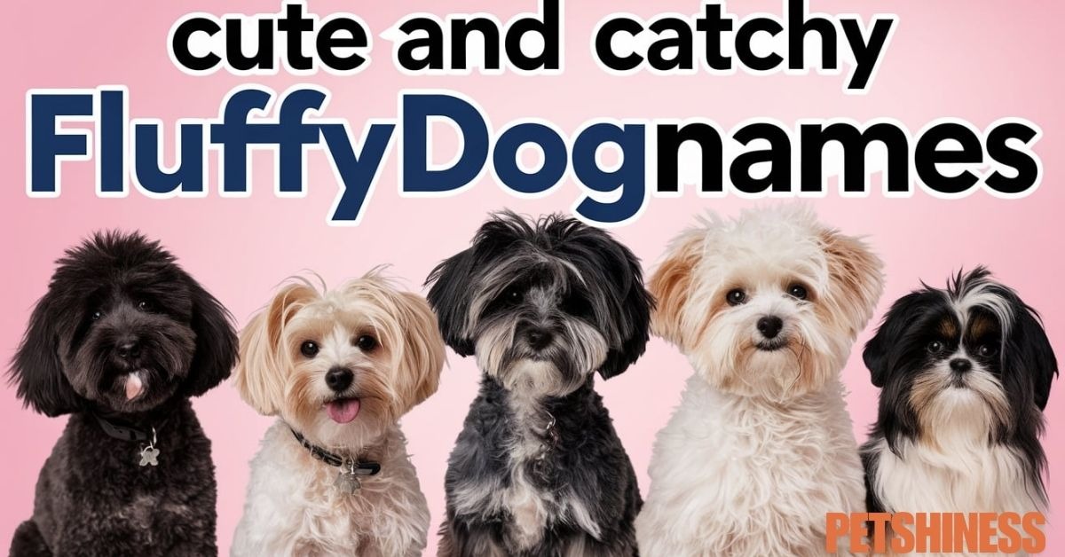 220+ Cute And Catchy Fluffy Dog Names With Name Generator