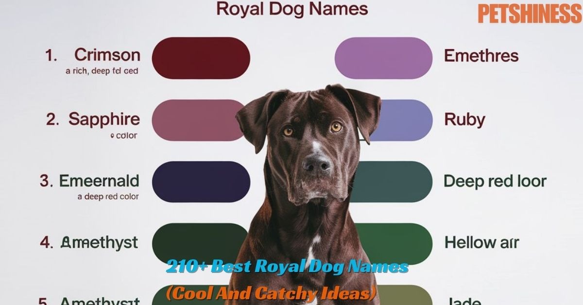 210+ Best Royal Dog Names (Cool And Catchy Ideas)