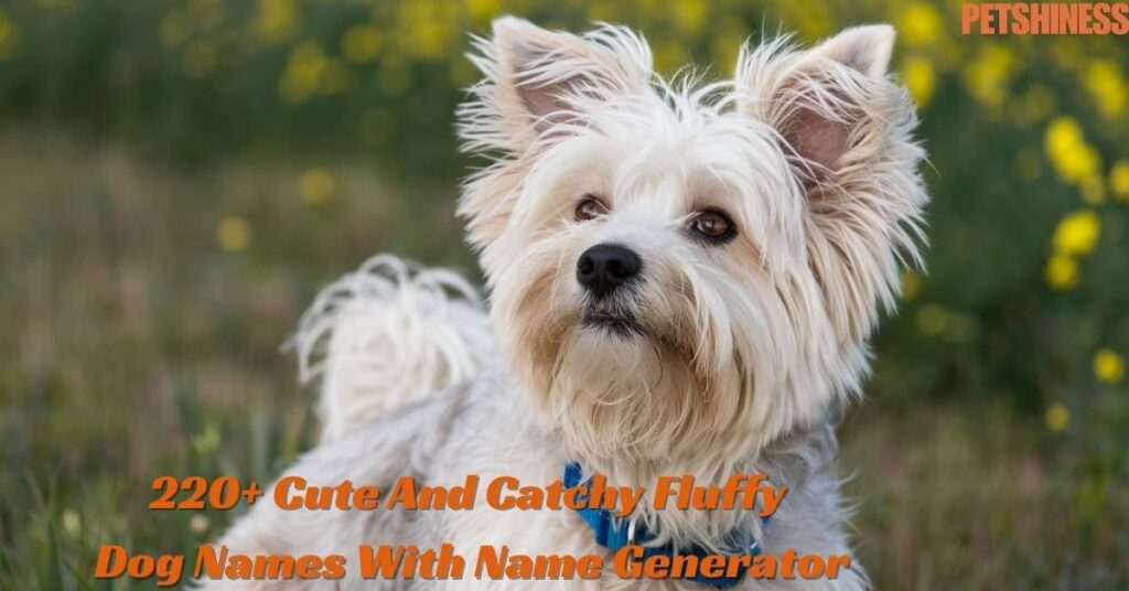 Male Fluffy Dog Names