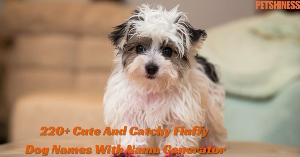 Baby Fluffy Dog Names