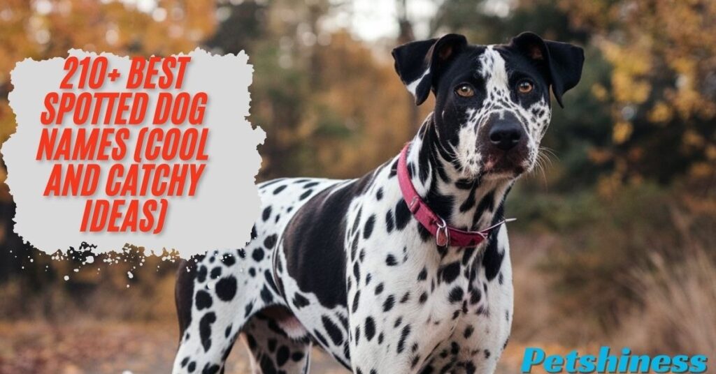 Funny Spotted Dog Names