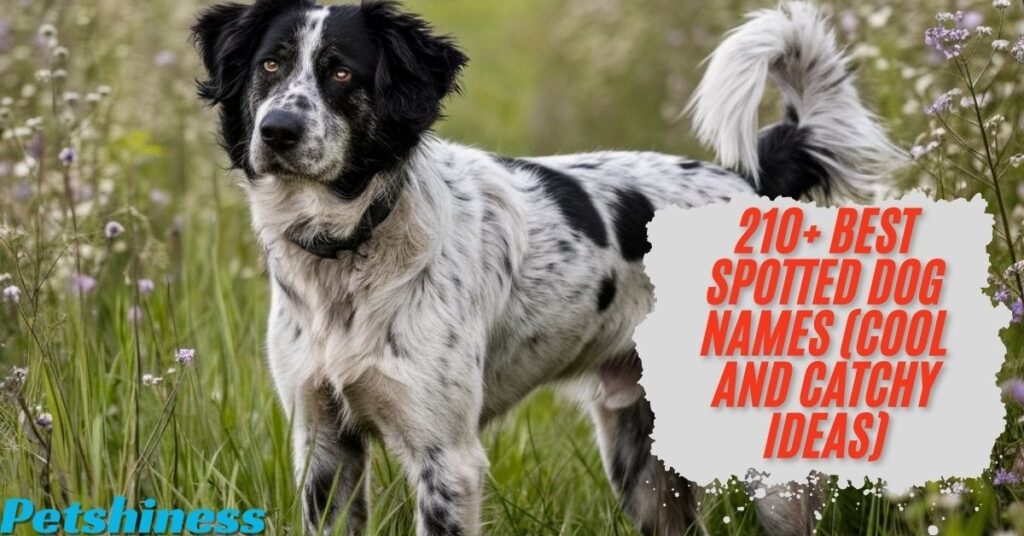 Cute Spotted Dog Names