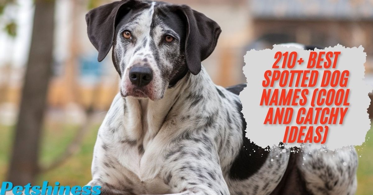 210+ Best Spotted Dog Names (Cool And Catchy Ideas)