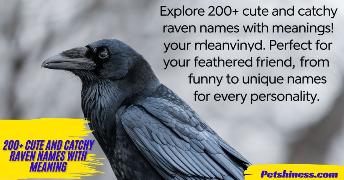 200+ Cute And Catchy Raven Names With Meaning