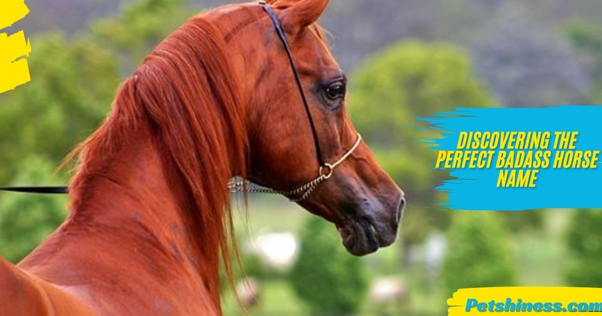 150+ Cute And Catchy Red Horse Names For Your Red Buddy