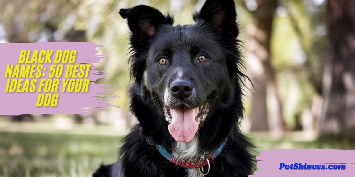 Black Dog Names: 50 Best Ideas For Your Dog