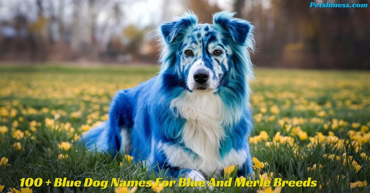 100 + Blue Dog Names For Blue And Merle Breeds