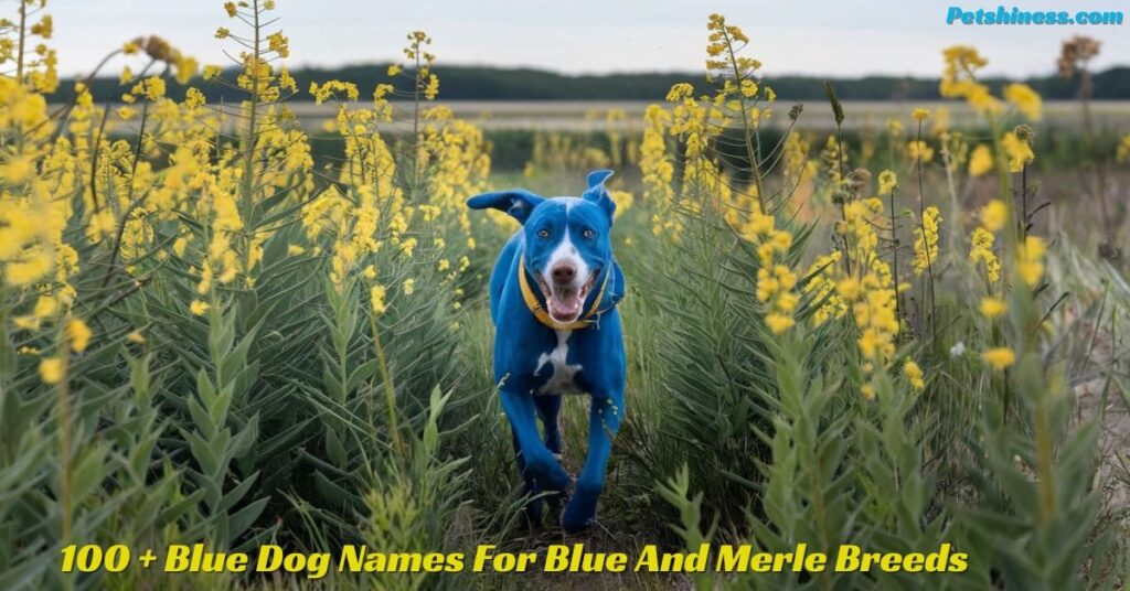 Blue Dog Name Considerations