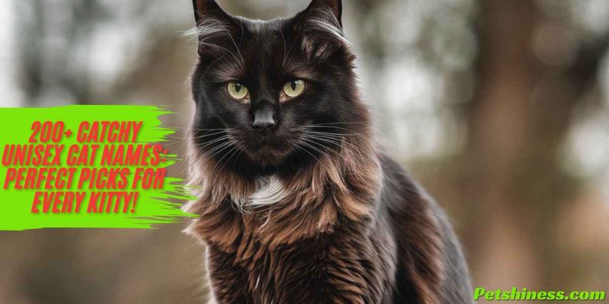 200+ Catchy Unisex Cat Names: Perfect Picks for Every Kitty!