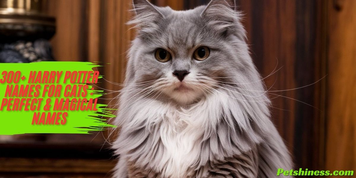 300+ Harry Potter Names For Cats : Perfect & Magical Names