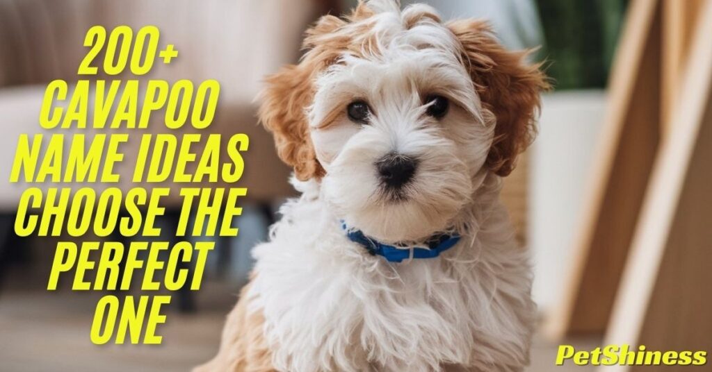 100+ Cavapoo Name Ideas: From Classic to Trendy and Beyond