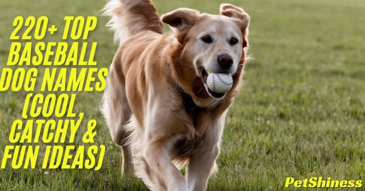 220+ Top Baseball Dog Names (Cool, Catchy & Fun Ideas)