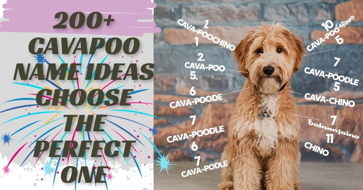 200+ Cavapoo Name Ideas Choose The Perfect One