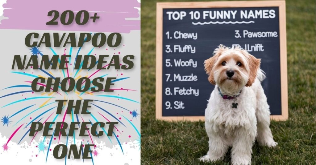 International Cavapoo Names: Unique Names from Around the World