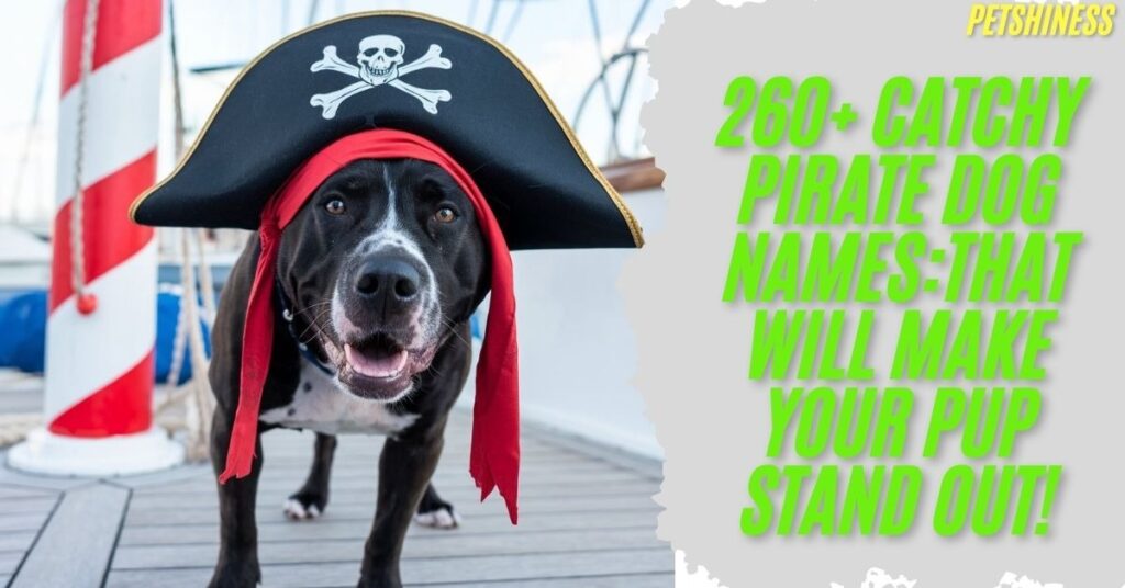 Unique Pirate Dog Names