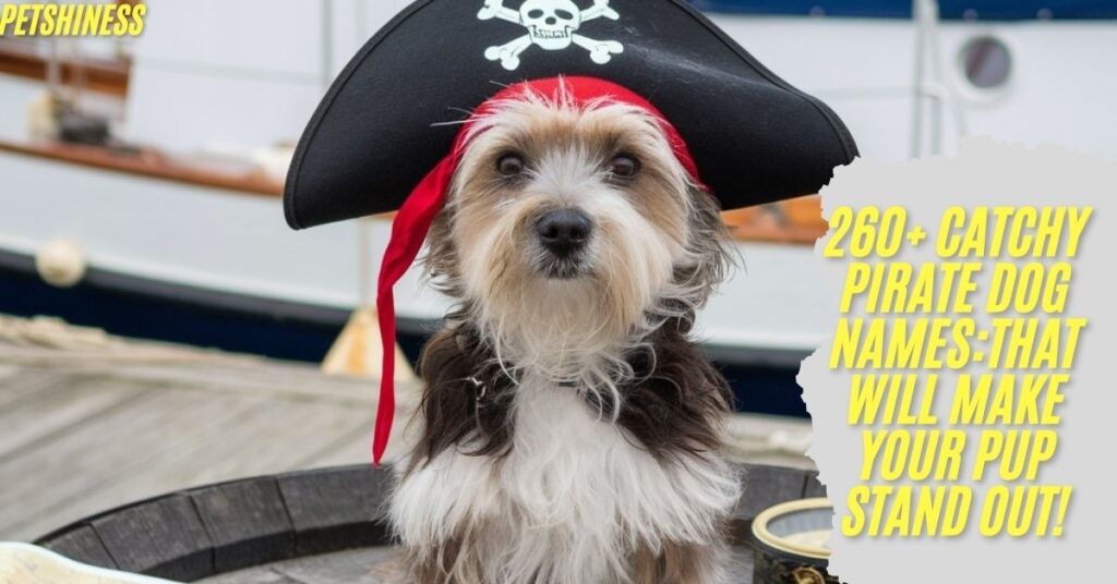 Funny Pirate Dog Names