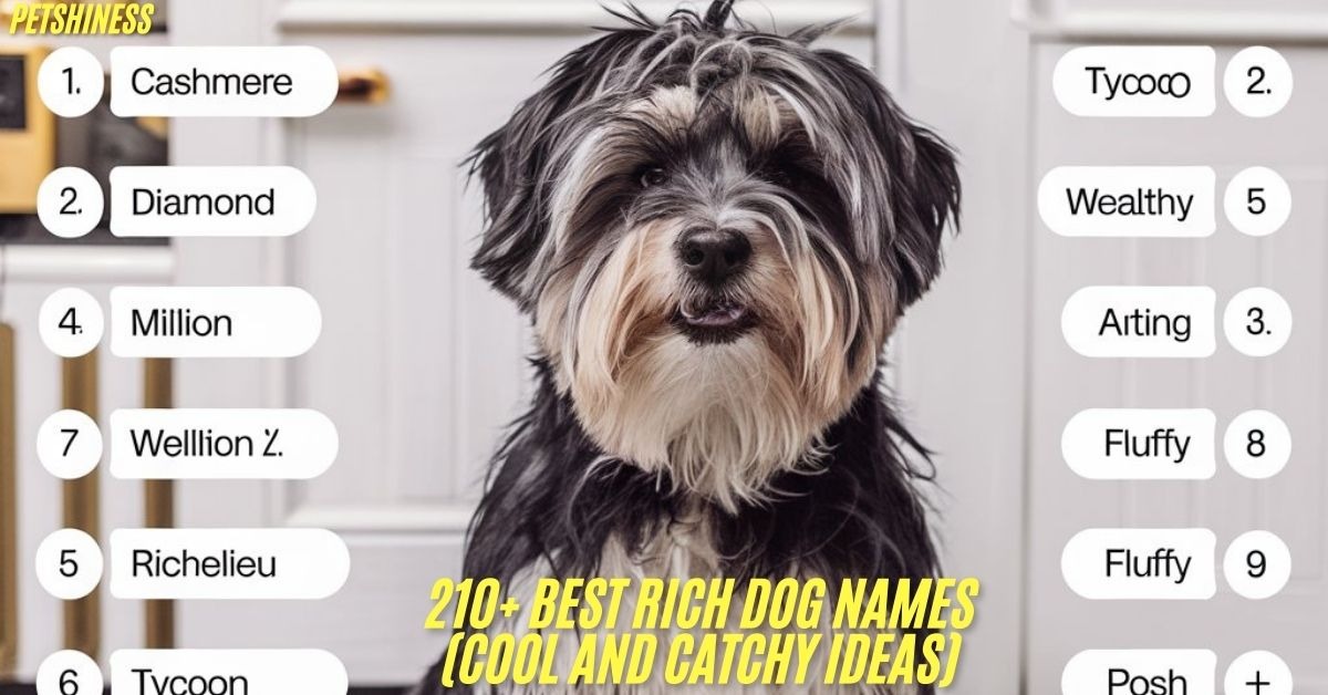 210+ Best Rich Dog Names (Cool And Catchy Ideas)