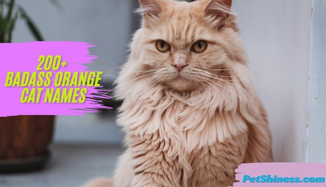 200+ Badass orange cat names