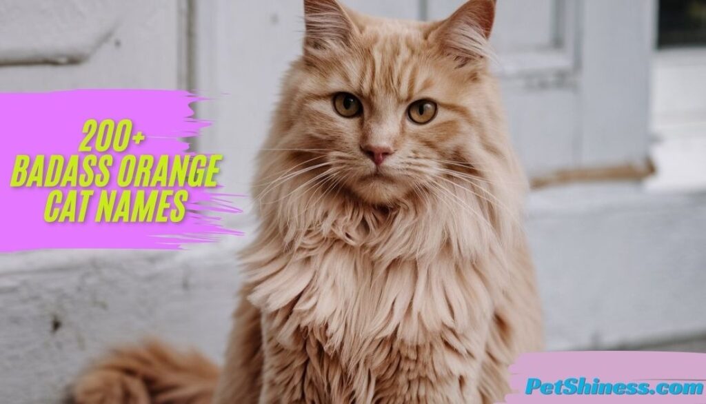 Halloween and Spooky-Inspired Orange Cat Names