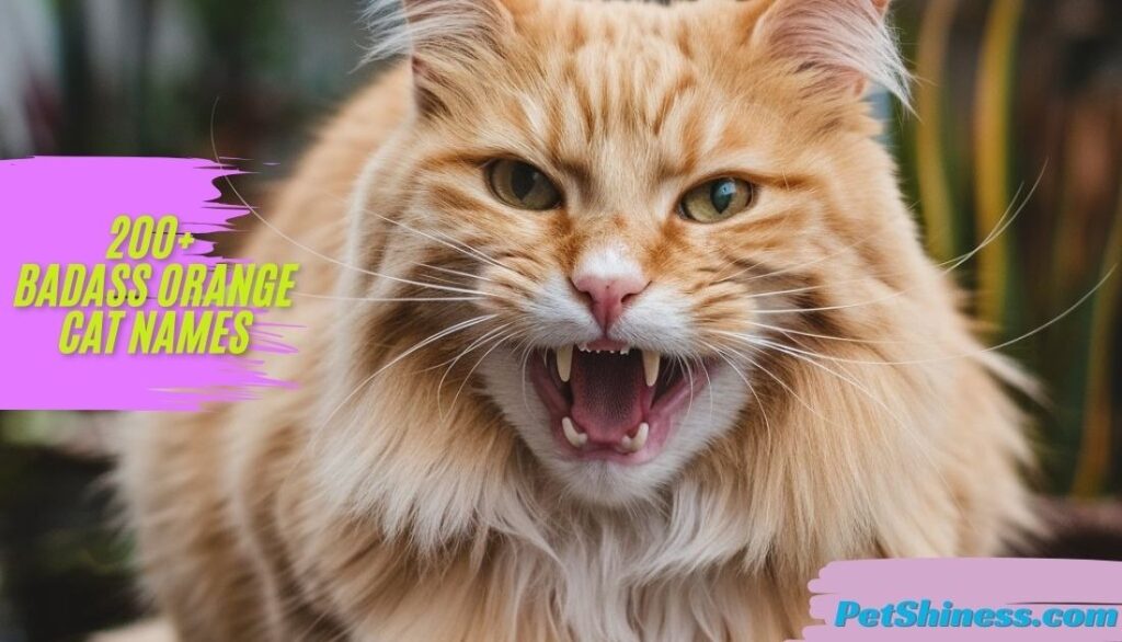 Unisex Badass Names for Orange Cats