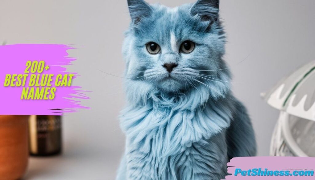 Cute Blue Cat Names