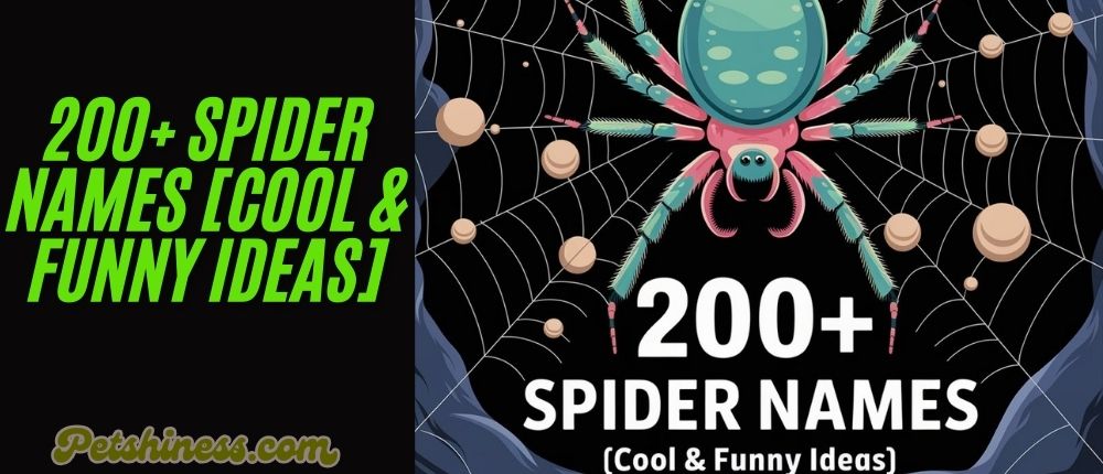 200+ Spider Names [Cool & Funny Ideas]