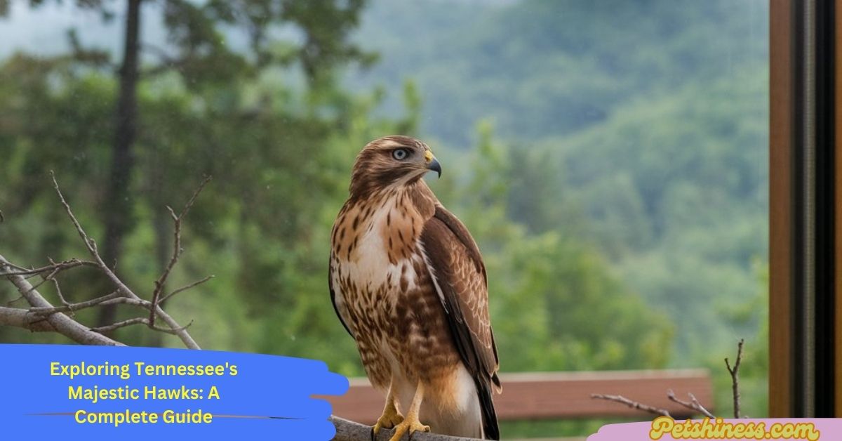 Exploring Tennessee's Majestic Hawks: A Complete Guide