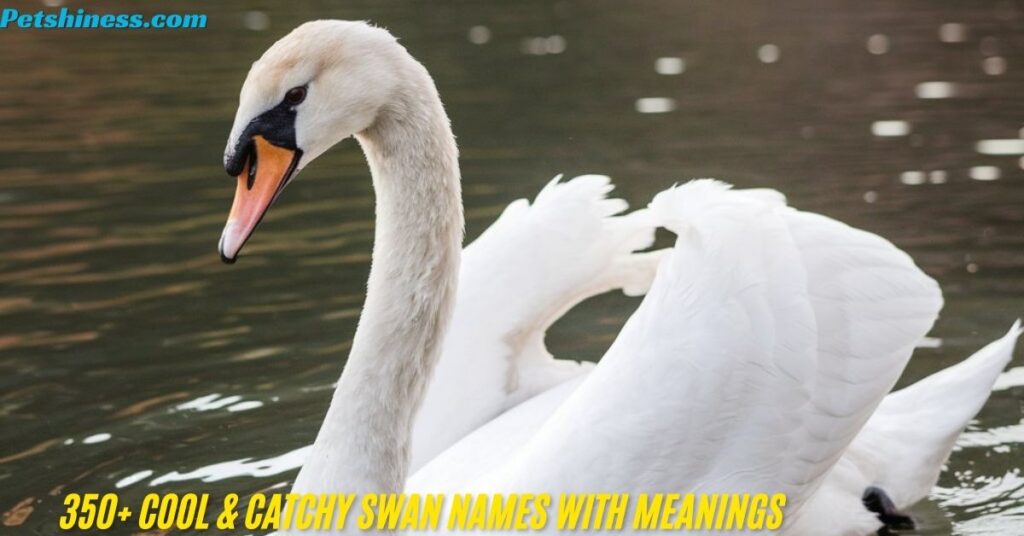 Best Swan Names With Meaning