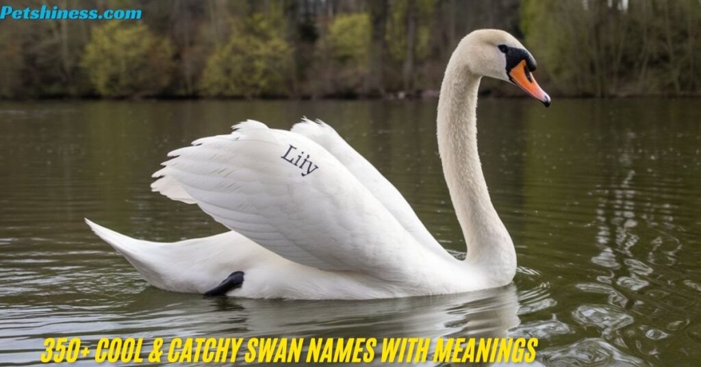 Male Swan Names