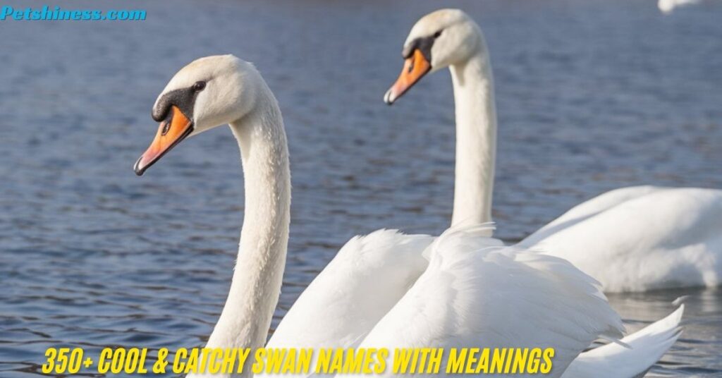 Cool Names for Swan