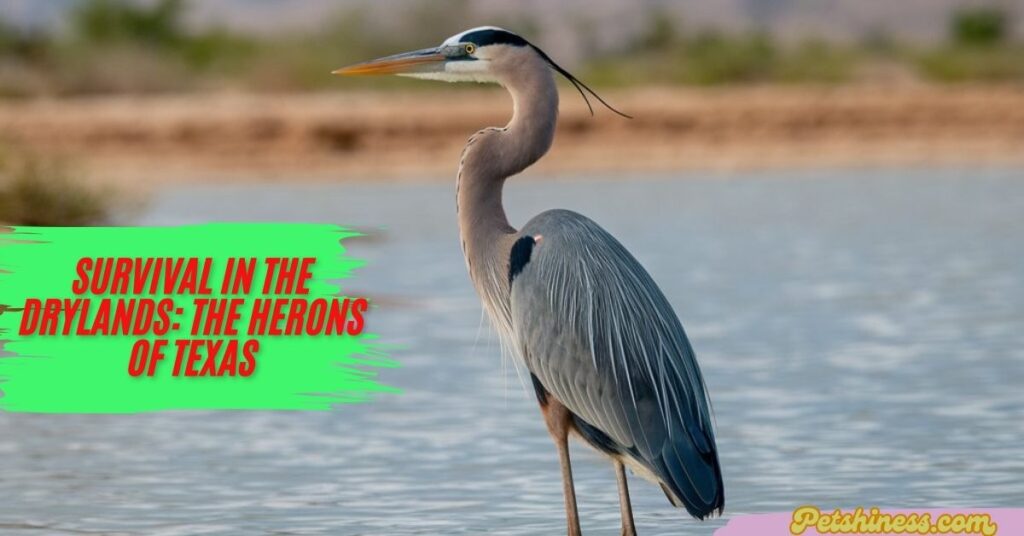 Challenges Faced by Herons in the Texas Drylands