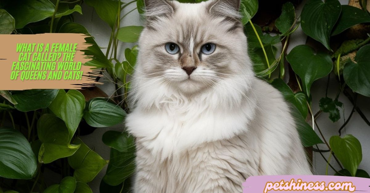 What Is a Female Cat Called? The Fascinating World of Queens and Cats!