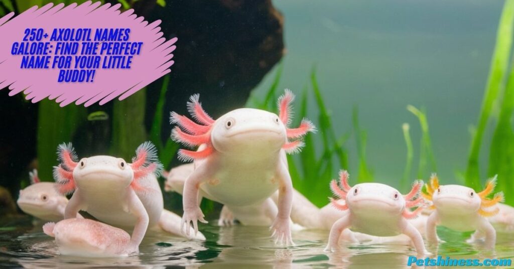 Catchy Black Axolotl Names