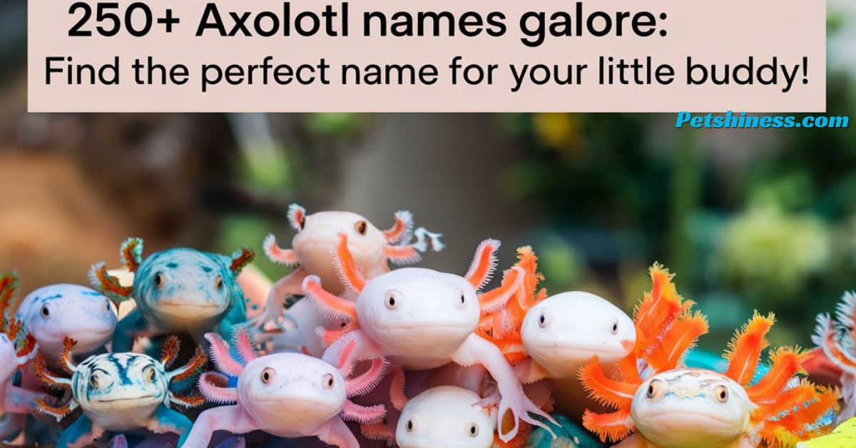 250+ Axolotl Names Galore: Find the Perfect Name for Your Little Buddy!