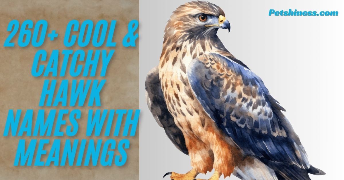 260+ Cool & Catchy Hawk Names With Meanings