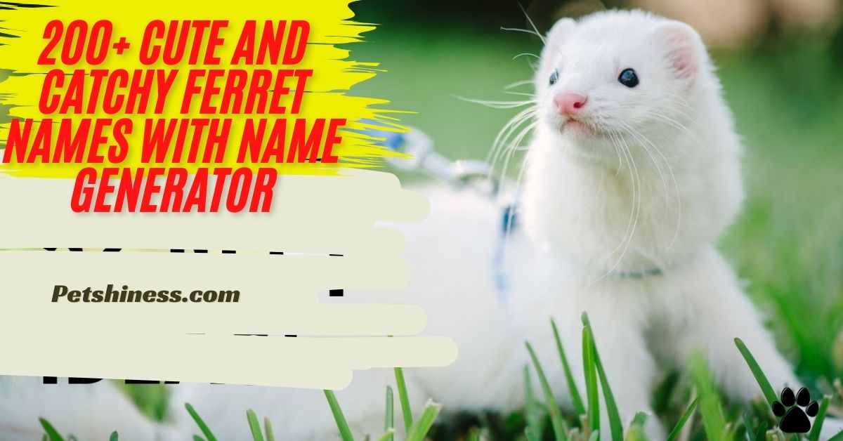 200+ Cute And Catchy Ferret Names With Name Generator