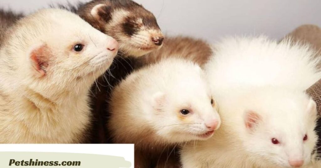 Male Ferret Names