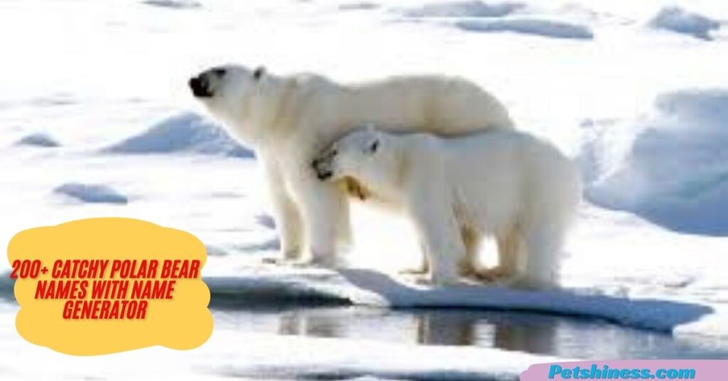 Baby Polar Bear Names