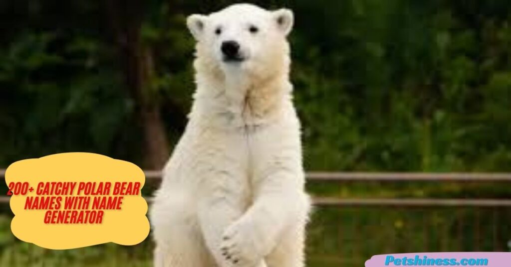 Funny Polar Bear Names