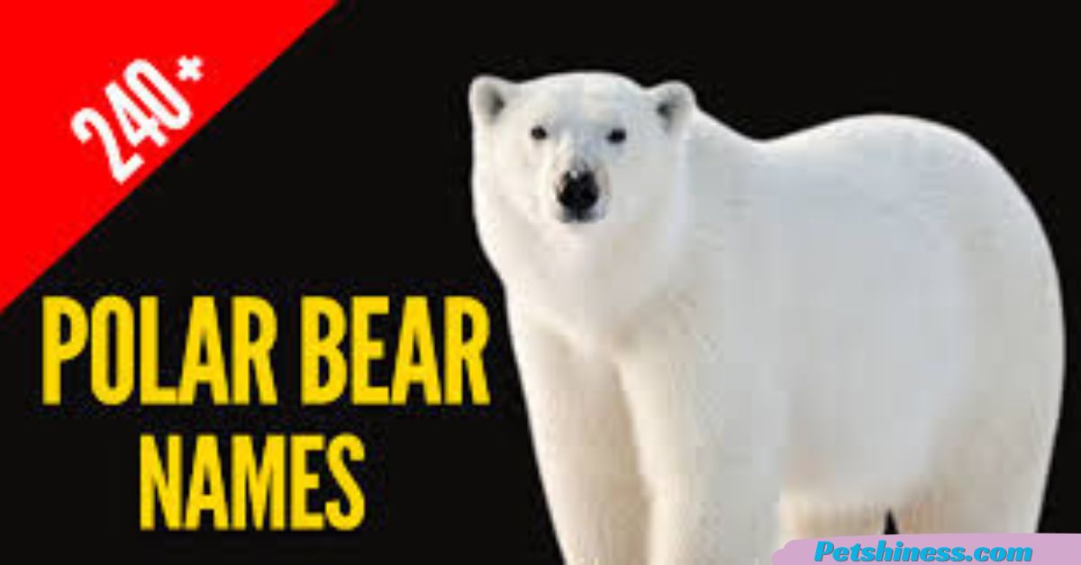 230+ Catchy Polar Bear Names With Name Generator