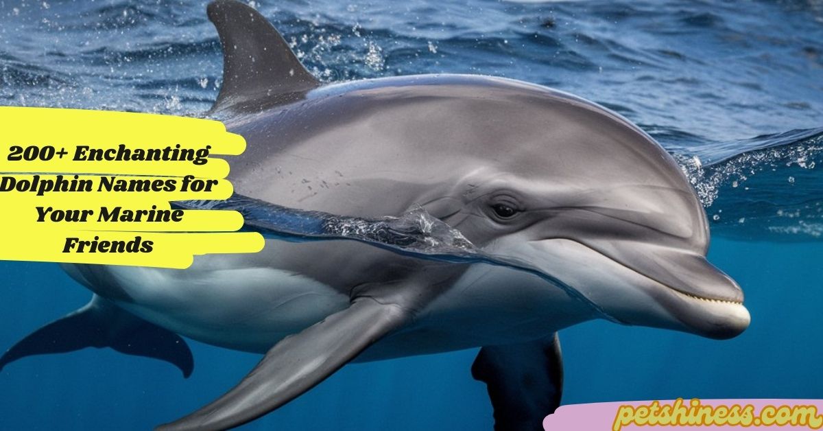 200+ Enchanting Dolphin Names for Your Marine Friends