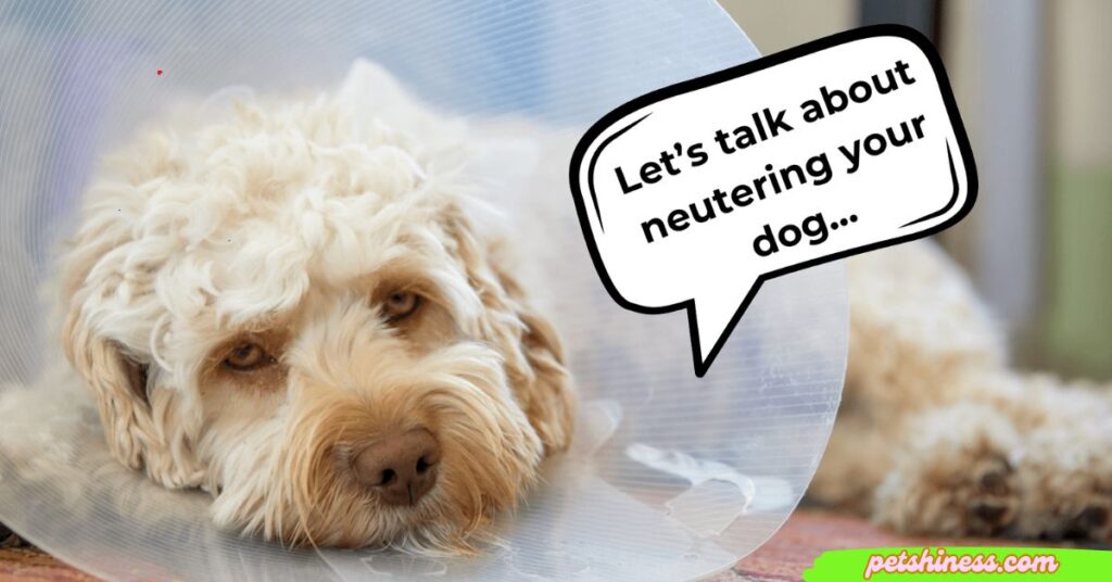 How to Tell When It's Too Late to Neuter Your Dog: A Complete Guide