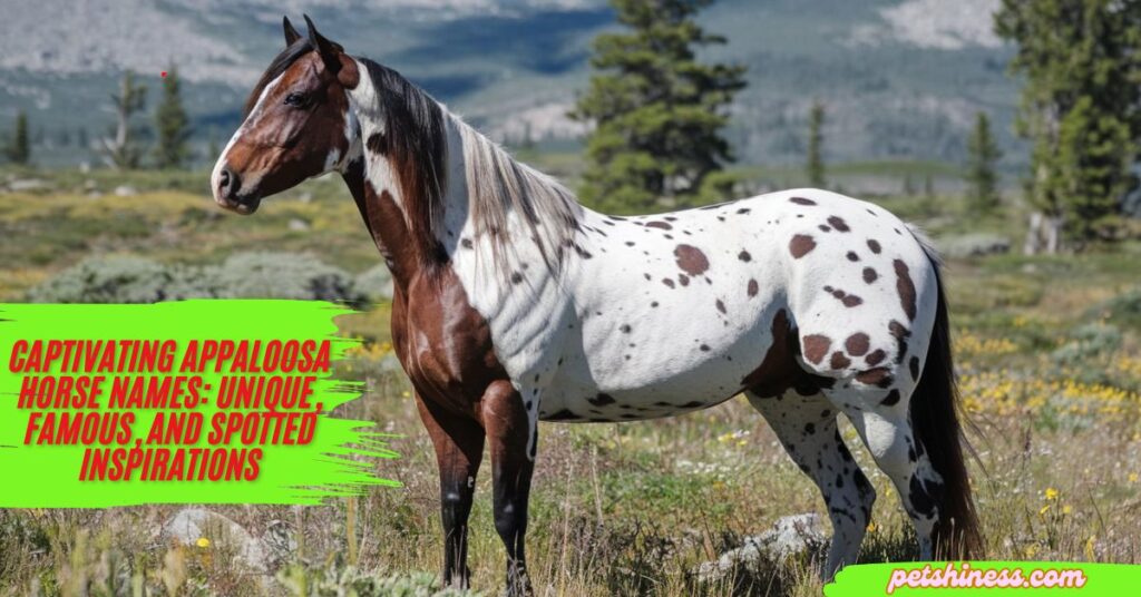 Names for Appaloosa Horses Female: