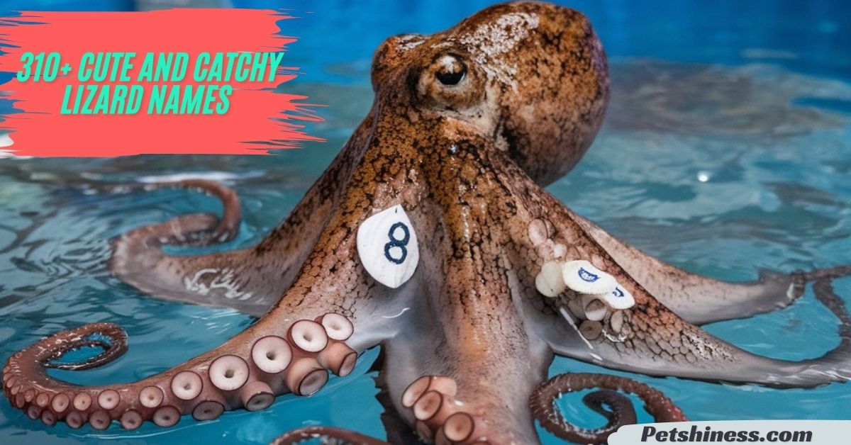 250+ Cute & Funny Octopus Names + Generator