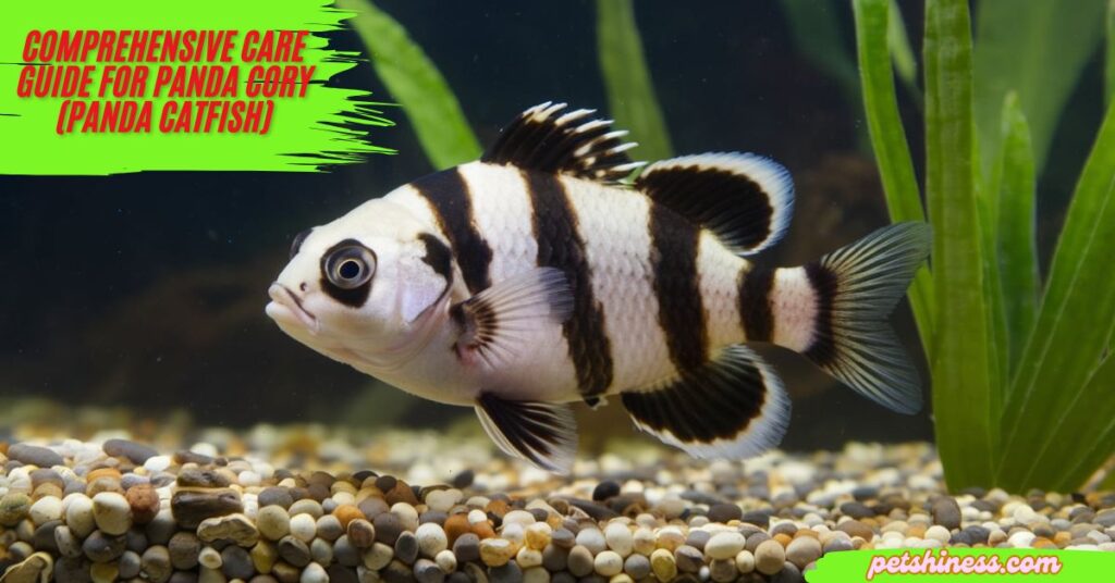 How Big Do Panda Corydoras Get?