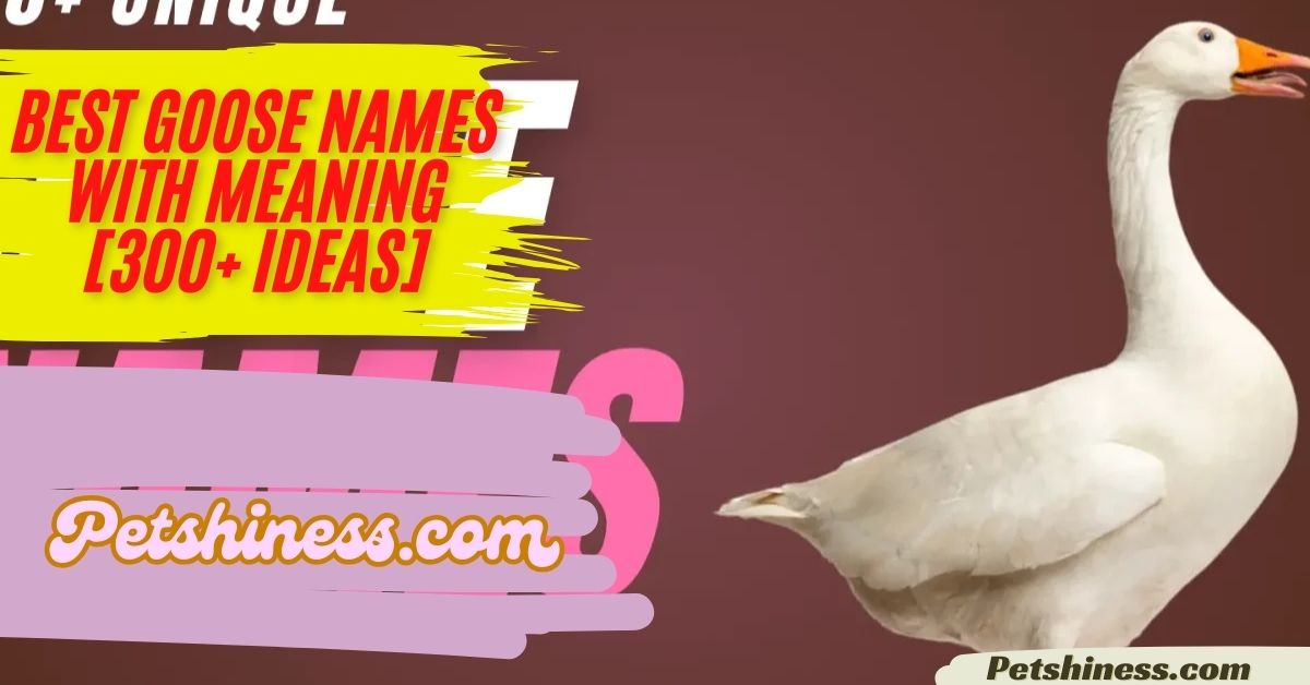 Best Goose Names With Meaning [300+ Ideas]