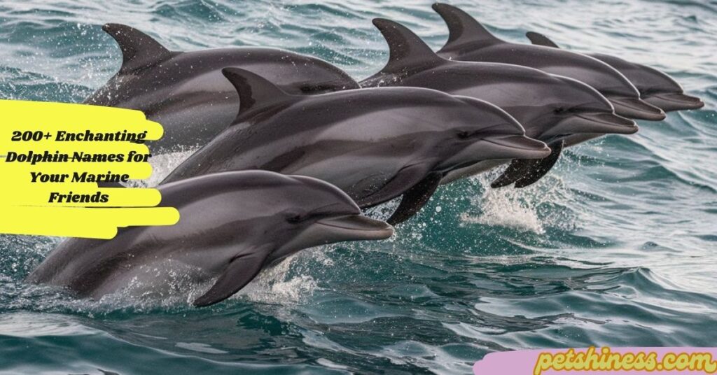 Inspiration for Dolphin Names