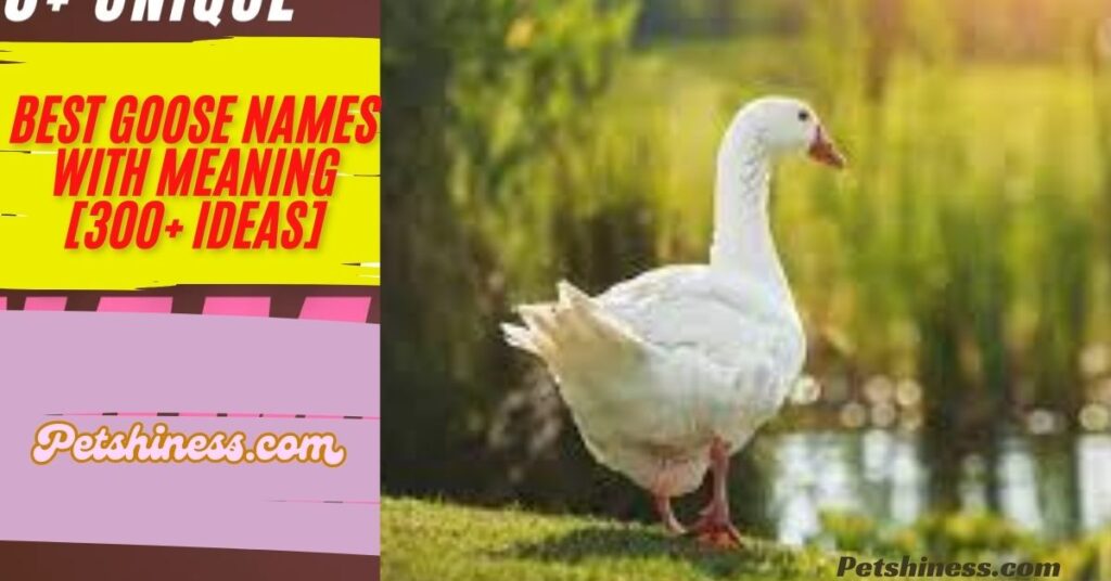 White Goose Names