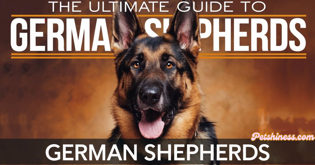 The Ultimate Guide to Feeding German Shepherds