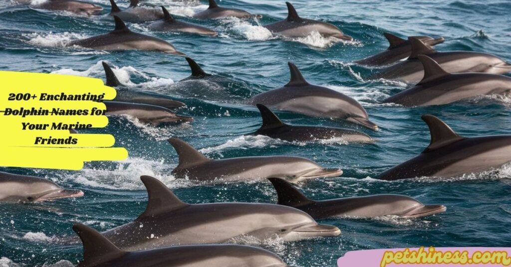 Cute Dolphin Names